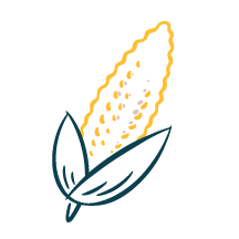 Illustration of corn